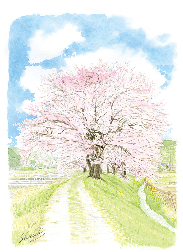 牧の桜①