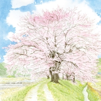 牧の桜①