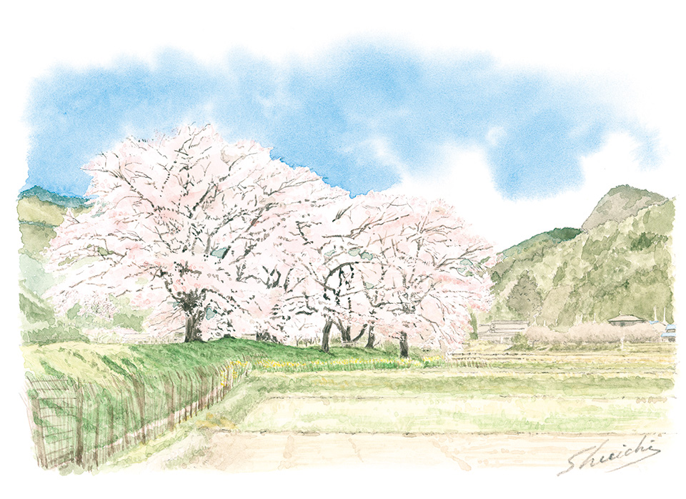 牧の桜②