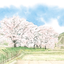 牧の桜②