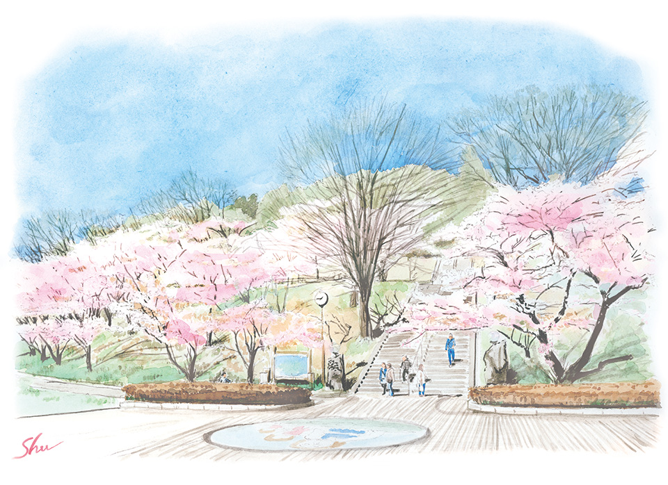 嘉多山公園 桜