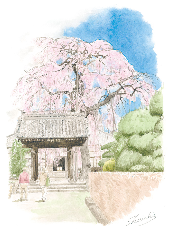 満願寺のしだれ桜①